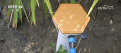 新疆昆玉市初次正在戈壁边缘种植的上千亩制酱 