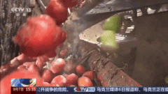 担着水稻新品种筛选和栽培手艺试验等工做 